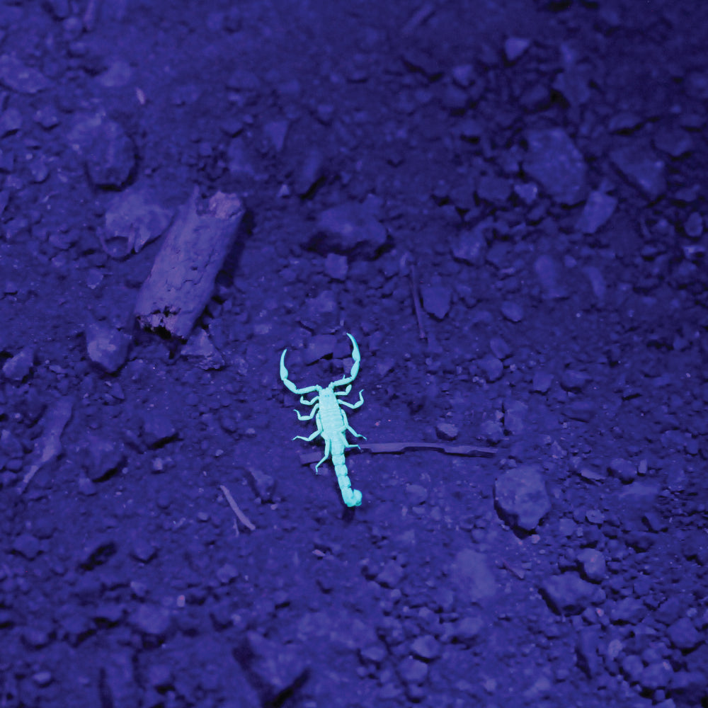 UNPRLD ノヴァリス ライトパープル 12