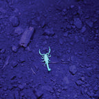 LP9UV Mini Ultra Violet Flashlight with Lanyard